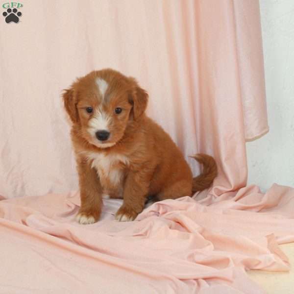 Winter, Mini Goldendoodle Puppy